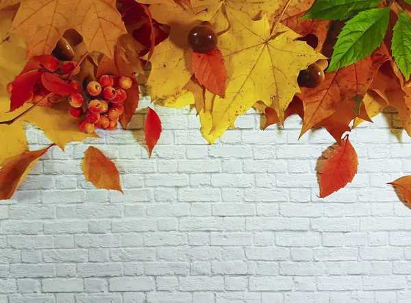 Daun maple musim gugur pada bingkai dinding bata putih canada — Stok Foto