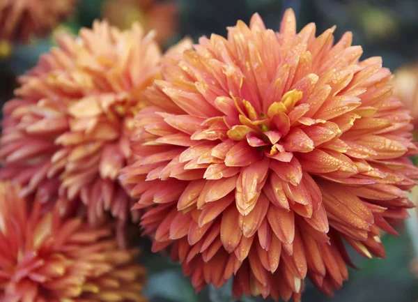 Orange Chrysanthemen Hintergrund Herbst — Stockfoto