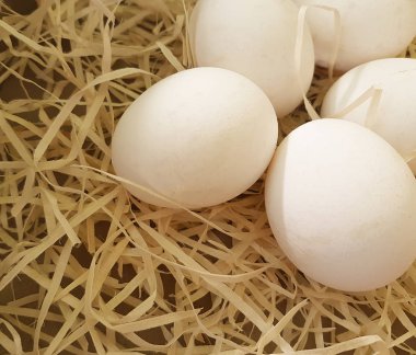 talaş beyaz organik yumurta