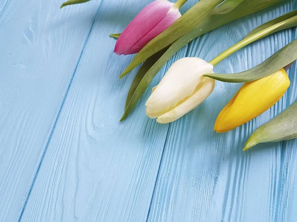 Bouquet Tulipes Sur Fond Bois Bleu — Photo
