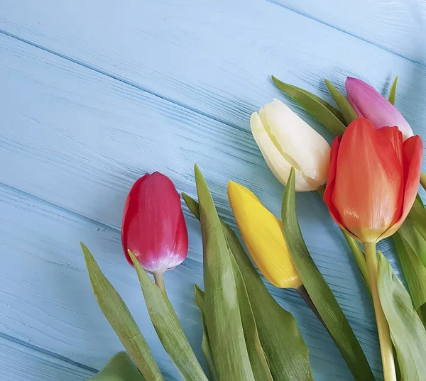 Strauß Tulpen Auf Blauem Holzgrund — Stockfoto