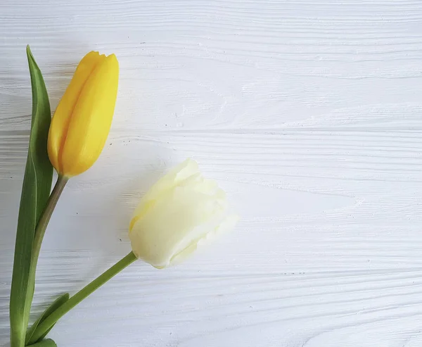 Zwei Tulpen Auf Weißem Holz Trauer — Stockfoto