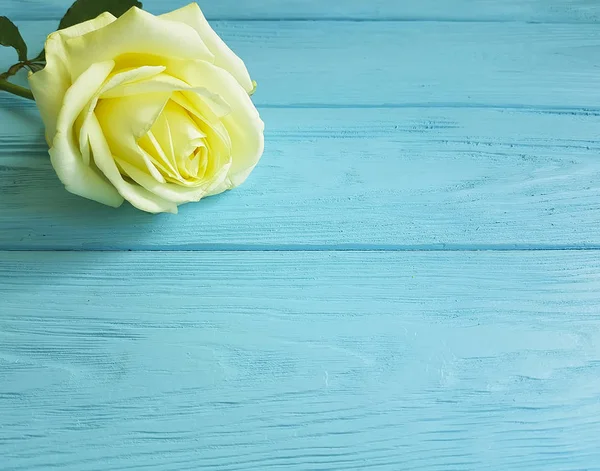 Rosa Amarilla Sobre Madera Azul Lugar Para Texto — Foto de Stock