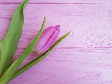 metin pembe ahşap, yeri güzel taze laleler