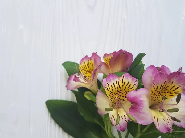 白色木质背景上的 Alstroemeria — 图库照片