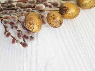 Willow, beyaz tahta üzerinde yumurta Paskalya bıldırcın