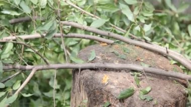 eller ağaç gördüm