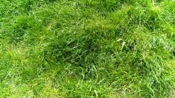 herbe vert fond vent 