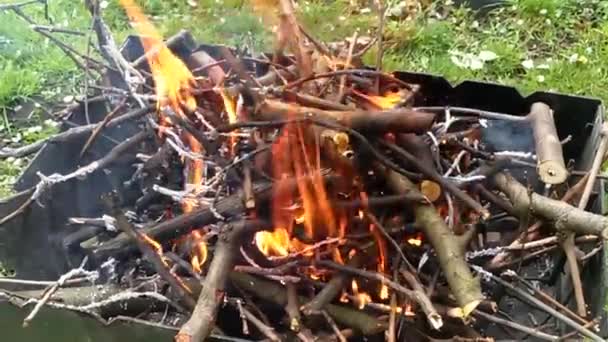 Fire Burning Summer Firewood — Stock Video