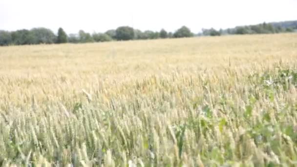 Feld Reifer Weizen Sommer — Stockvideo