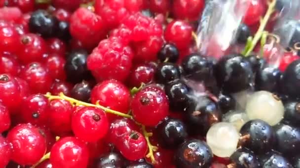 Grosella Roja Agua Negra Vertiendo Disparos Cámara Lenta — Vídeos de Stock