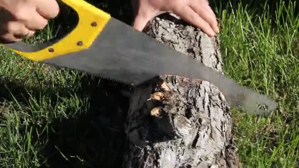 Hand Sågning Ett Träd Med Såg Sommaren Gräs — Stockvideo