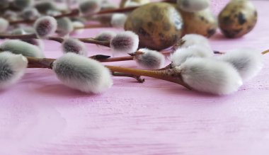 Bıldırcın yumurta Paskalya pembe ahşap arka plan üzerinde bir söğüt dalı