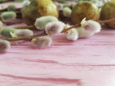 Bıldırcın yumurta Paskalya pembe ahşap arka plan üzerinde bir söğüt dalı