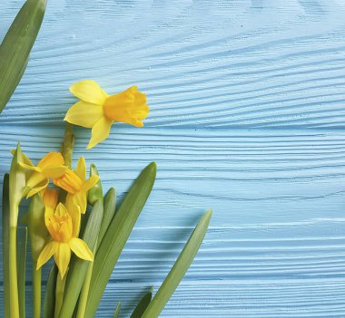 Nergis mavi ahşap arka plan üzerinde