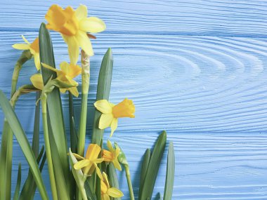 Nergis mavi ahşap arka plan üzerinde