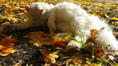 Güneş breeze park kedi sonbahar yaprakları