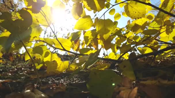 Outono Folhas Sol Brisa — Vídeo de Stock