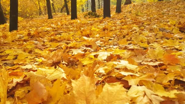 Őszi Park Esik Levelek — Stock videók