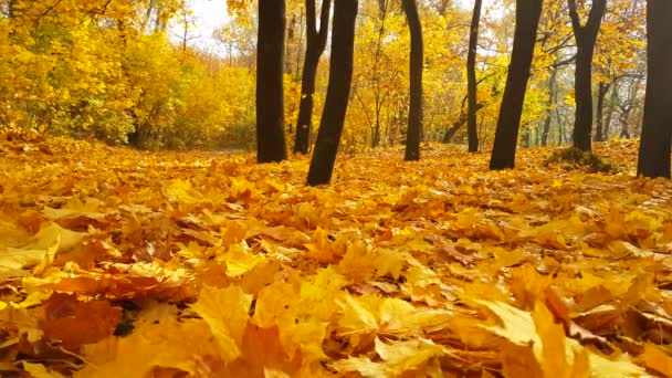 podzimní park opadá listí
