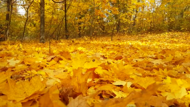 Otoño Parque Otoño Hojas — Vídeos de Stock