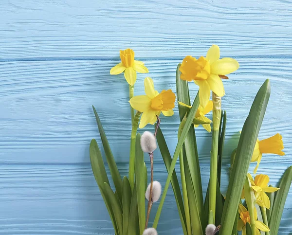 Daffodil Willow Blue Wooden — Stock Photo, Image