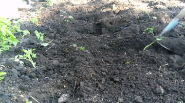 Tarım dünya bahar spade kazmak