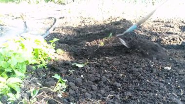 Tarım dünya bahar spade kazmak