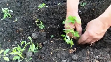 bahar bitki dikimi eller