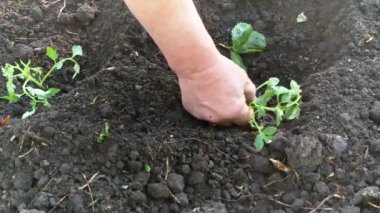 bahar bitki dikimi eller