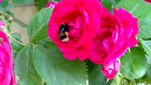 玫瑰花上的蜜蜂 — 图库视频影像
