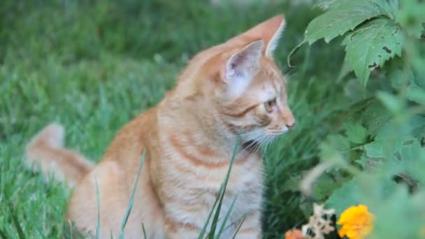 Gato Rojo Hierba Verano — Vídeos de Stock