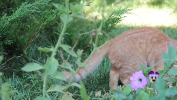 Grama Verão Gato Vermelho — Vídeo de Stock