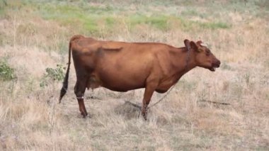 ineğin bir çayır çimen karıncayı çiğniyor