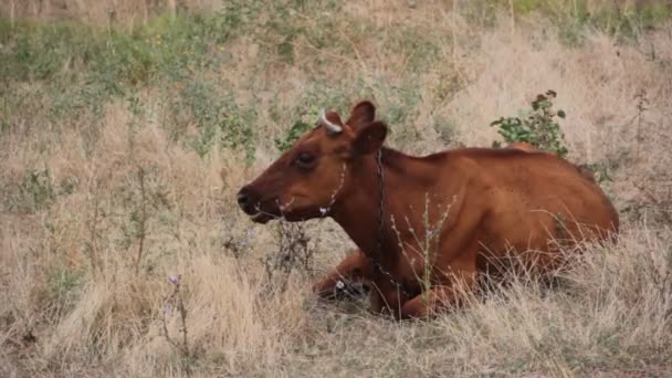 Vache Dans Une Prairie Mâche Une Mouche Herbe — Video