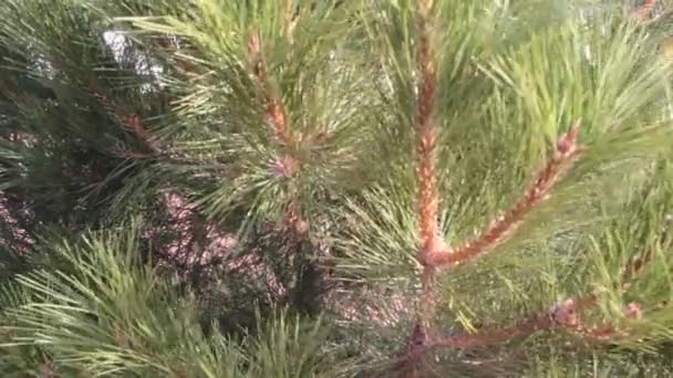 Albero Natale Ramo Estate Urto — Video Stock