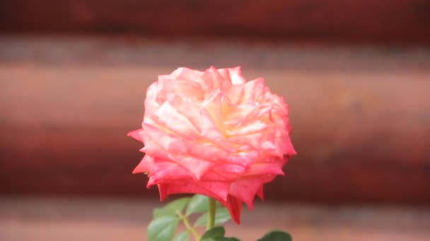 Rosa Verano Jardín Sol — Vídeo de stock