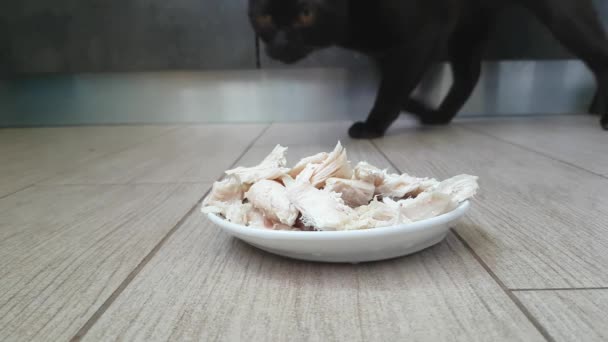 Chat Mange Viande Dans Une Assiette — Video