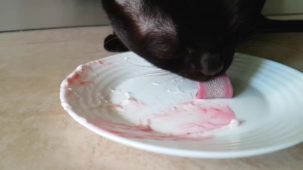 Burmese Cat Eats Ice Cream Plate — Stock Video