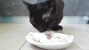 kedi et plaka yer
