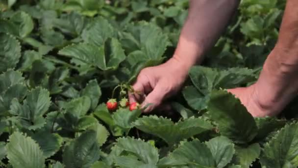 Männerhände Sammeln Erdbeeren Auf Dem Beet — Stockvideo