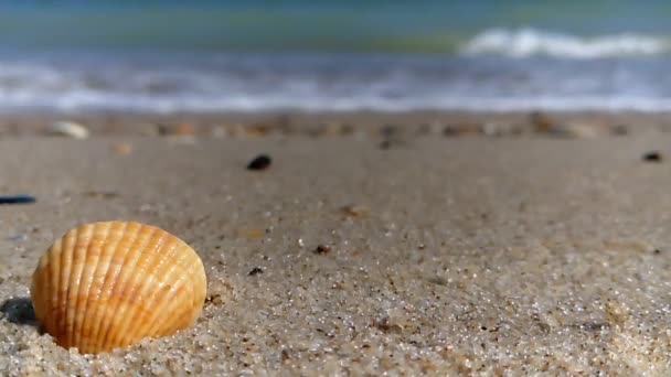 Coquille Sable Marin Mouvement Lent — Video