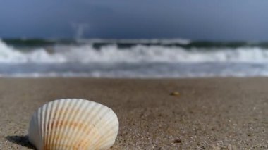 kabuk deniz kum yavaş hareket