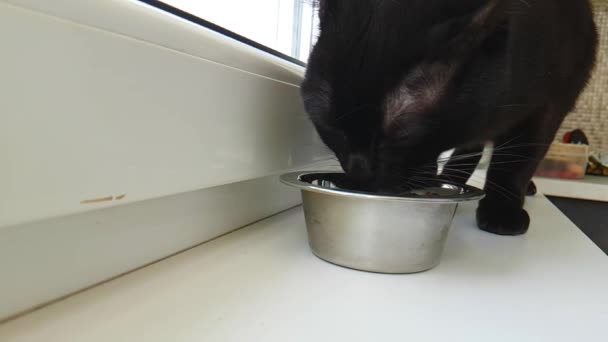 Gato Come Comida Seca Peitoril Janela Câmera Lenta — Vídeo de Stock