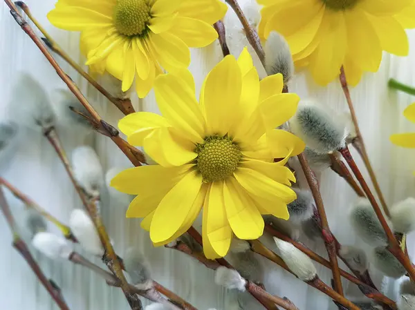 Flores Amarelas Salgueiro Uma Madeira — Fotografia de Stock