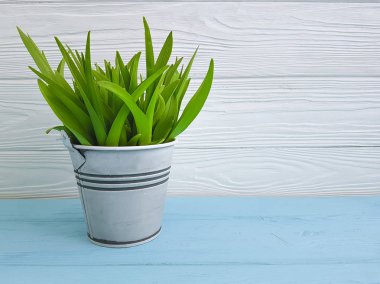 bir saksı ahşap bir zemin üzerine yeşil çim