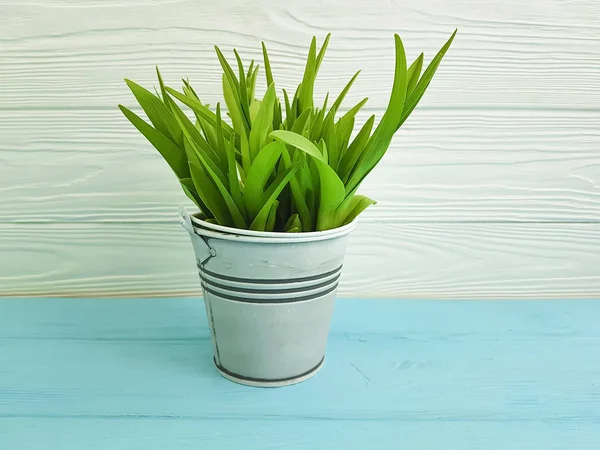 Green Grass Flowerpot Wooden Background — Stock Photo, Image