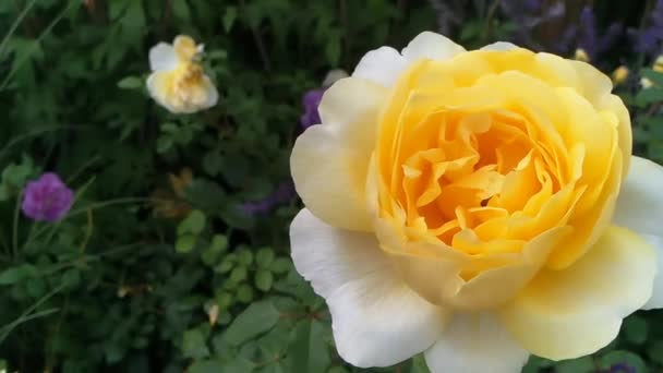 玫瑰黄色在花园里慢动作 — 图库视频影像