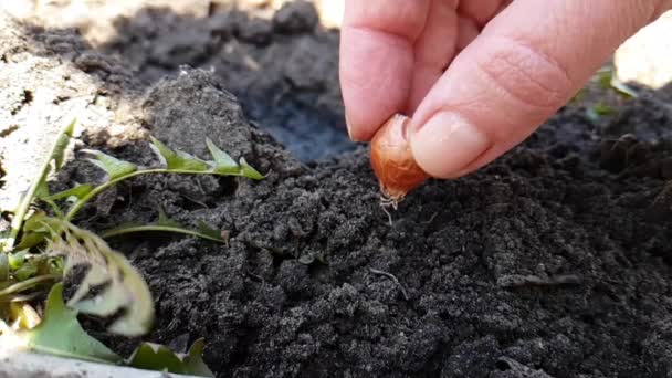 Hände Legen Eine Zwiebel Die Erde — Stockvideo