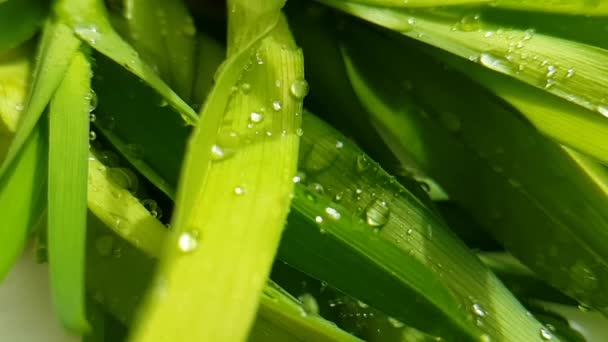 Трава Листя Води Падає Повільний Рух — стокове відео